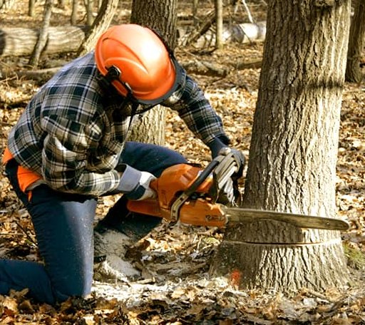 Tree Removal in Mount Hermon, CA